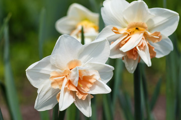 Obraz na płótnie Canvas white daffodil (narcissus) with orange and yellow center