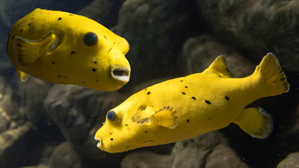 Blackspotted puffer (Arothron nigropunctatus). Composite image of two marine fish belonging to the family Tetraodontidae, aka dog-faced puffer © iredding01