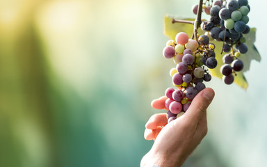 Farmer in his vineyard