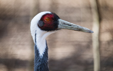 Beautiful white neck crane