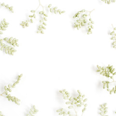 Frame wreath of green branches on white background, Flat lay, top view. Flower background.