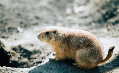 Beautiful prarie dog alert and waiting