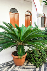 Grüne Palmfarn- Topfpflanze ( Cycas revoluta ) im friedlichen Innenhof von Kloster Panormitis auf der Insel Symi, Greece
