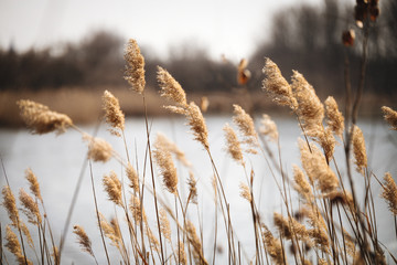 Fototapeta Beautiful reed as background at windy lake obraz