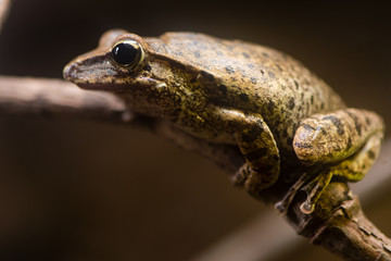 Golden tree frog (Polypedates leucomystax). Shrub frog family Rhacophoridae, aka common tree frog, four-lined tree frog, golden flying tree frog and striped tree frog