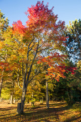 Naklejka premium Bonnechere Provincial Park