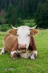 Cow on a green meadow