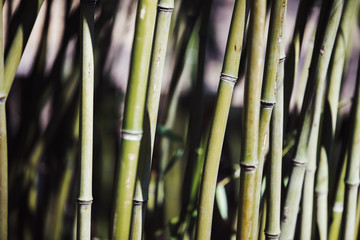 Green bamboo plant in nature
