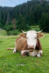 Fototapeta na wymiar Cow on a green meadow
