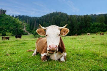 Obraz premium Cow on a green meadow
