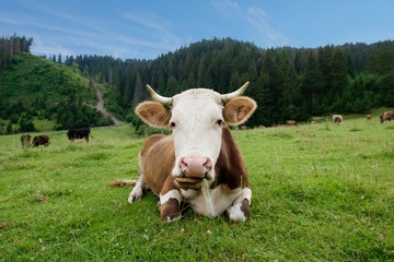 Fototapeta na wymiar Cow on a green meadow