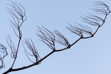 Curly branches of birch tree against sky, suitable as pattern or background. Slovakia