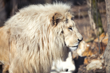 Beautiful rare white lion in wild life
