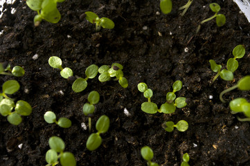 Home garden: closeup small green kiwi plants with firs leaves 