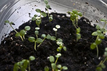 Home garden: closeup small green kiwi plants with firs leaves 