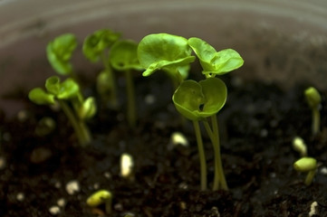 Home garden: Closeup small green pomegranate leaves 