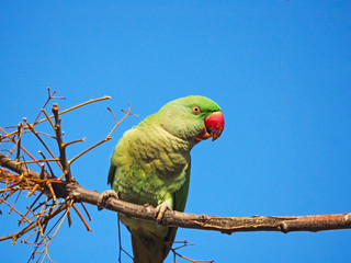 Alexandrine Parakeet02