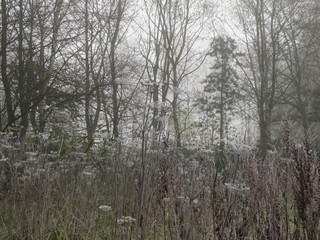 Autumn misty morning amdist dixy woods/calderdale