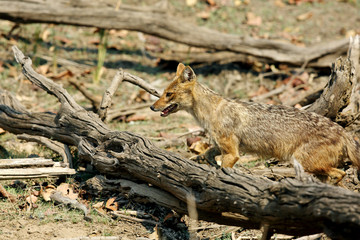  Indian Jackal 