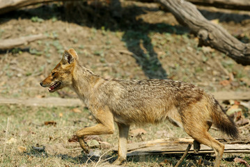 Fototapeta premium Indian Jackal 
