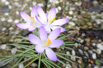 Krokusse im Garten