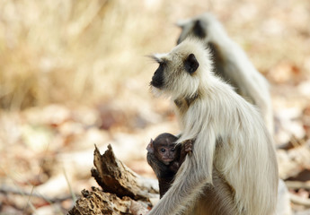 Gray Langurs 