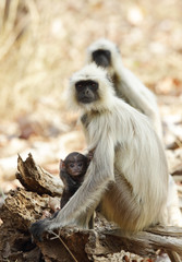 Gray Langurs with her baby at Pench tiger reserve