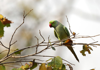 The rose-ringed parakeet perched on a tree branch, Pench tiger reserve
