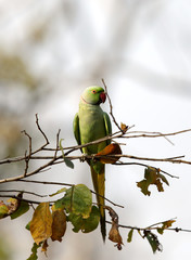 The rose-ringed parakeet is also known as the ring-necked parakeet