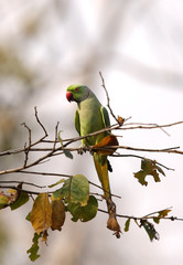 The rose-ringed parakeet perched on a tree branch, Pench tiger reserve