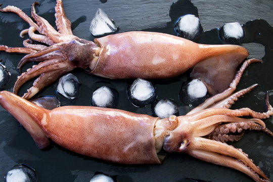 Oktopus mit Eisw&uuml;rfel