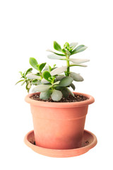 Small green Crassula (money tree) in pot