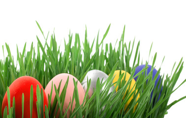 Colorful, bright easter eggs on on a fresh green grass isolated on a white background.