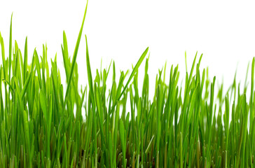 Fototapety  Fresh green grass, sprout of wheat isolated on white background. Close up.