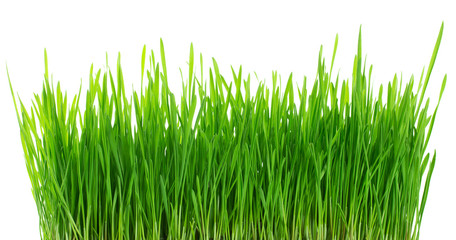Fresh green grass, sprout of wheat isolated on white background. Close up.