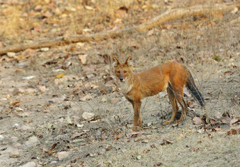 Asiatic wild dog in Pench Tiger Reserve