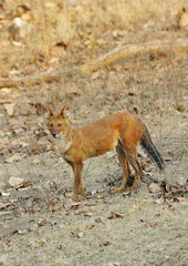 Dhole in Pench tiger reserve