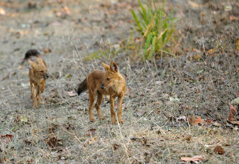 Juvenile Asiatic wild dog in the forest of Pench Tiger Reserve