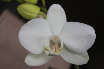 Naklejka na ściany i meble Close-up of white orchids