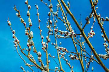 Kitten tree on the sky background 