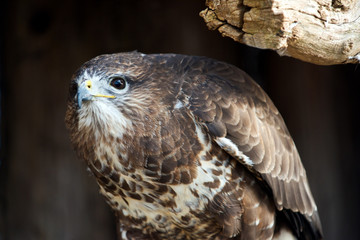 Common buzzard