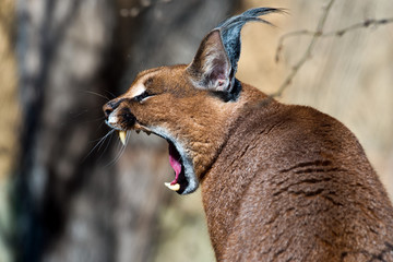Yawning caracal