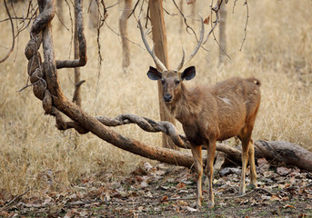 Sambar deer, Pench tiger reserve