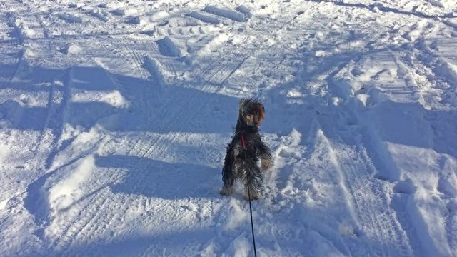 Yorkshire Terrier dog running through the snow winter joy pet