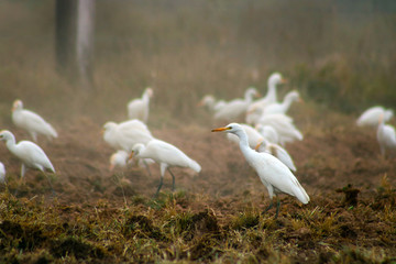 Garza