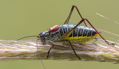 grasshopper