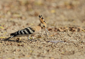 Hoopoe killing earthworm
