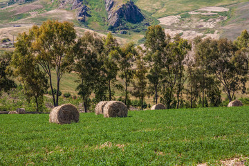 campo di fieno