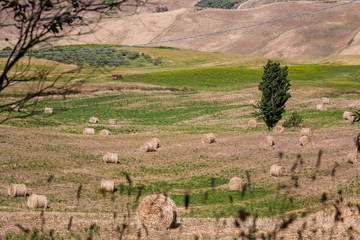Fototapeta premium campo di fieno