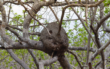 Finished oven bird nest high up a tall tree